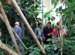 A young man stands among the roots of a banana tree , looking up, whilst people pass through the greenery chatting