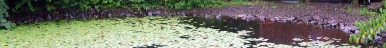 Lily pads in the rain bespeckled pond of the Chinese Garden