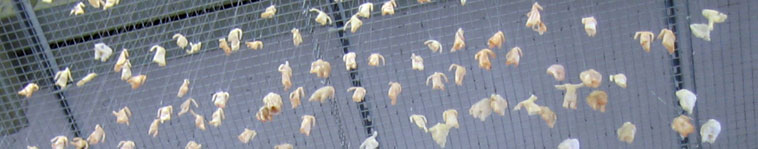 Tiny wax figures hanging near the mesh (representing the figures in the distance)